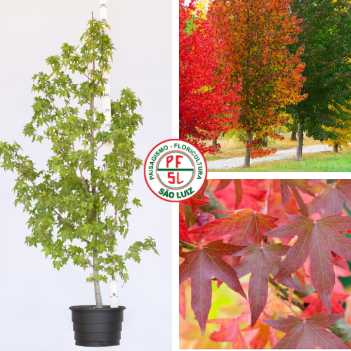 Mudas de Liquidambar