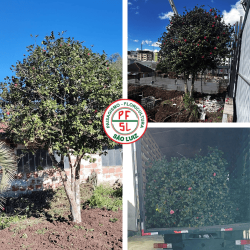 Projeto de Transplante de Árvore