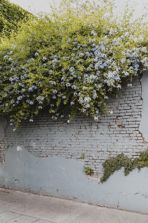 Muros de Flor e Pisos de Grama
